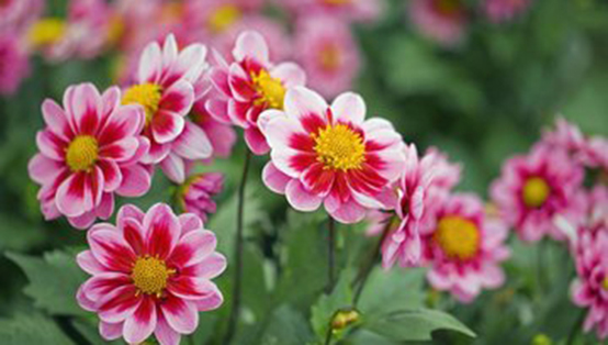 環境監測：行業嶄新格局已定，靜待開花結果